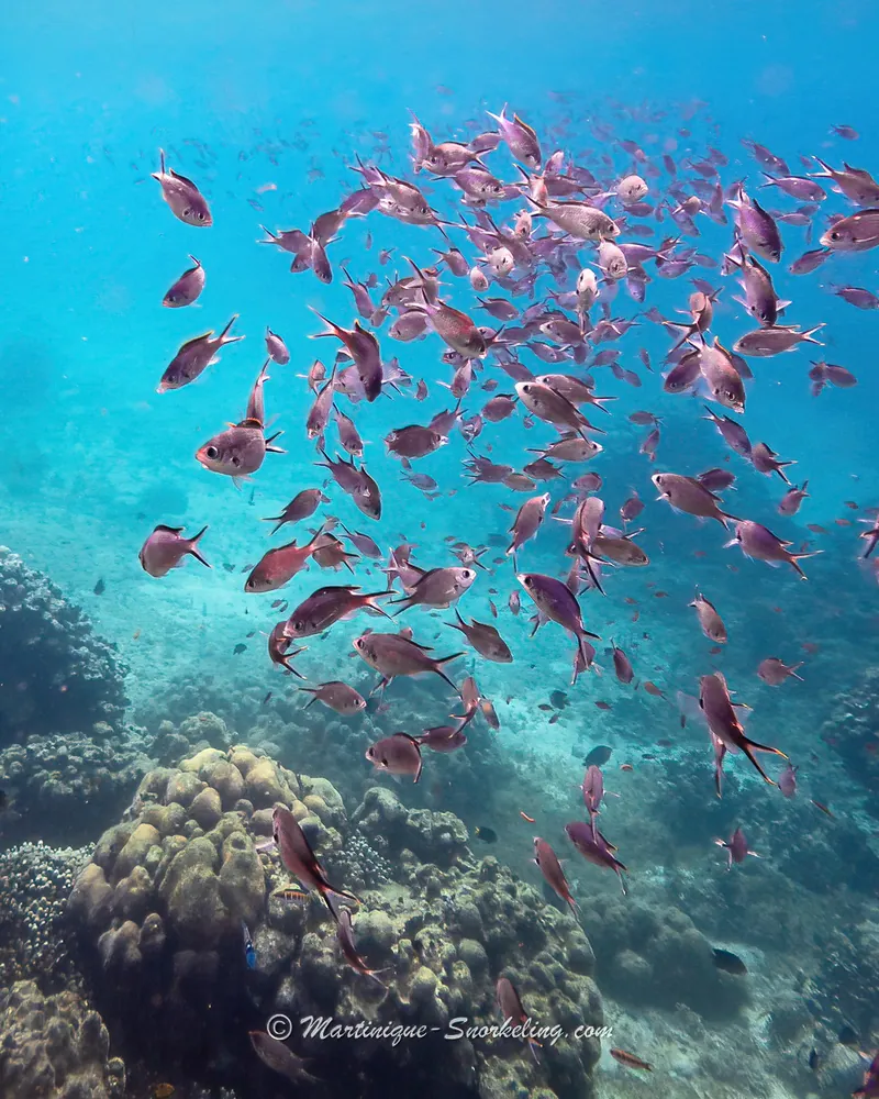 Grand banc de poissons tropicaux nageant dans une eau turquoise au-dessus d'un récif