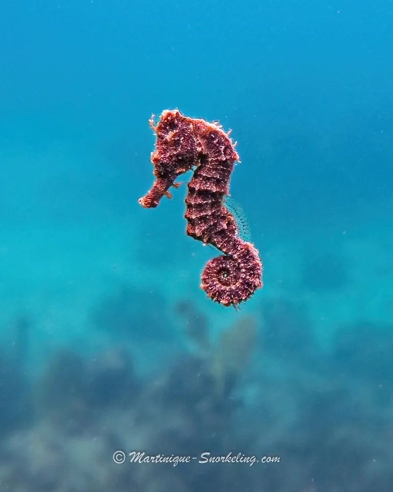 Petit hippocampe brun rougeâtre photographié dans les eaux bleues de Martinique