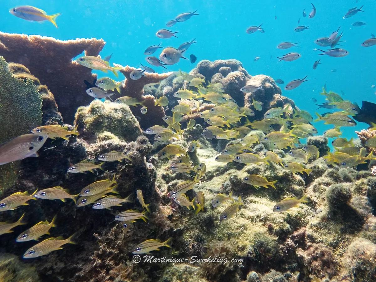 Nombreux poissons tropicaux jaunes et argentés nageant autour d'un récif corallien en Martinique