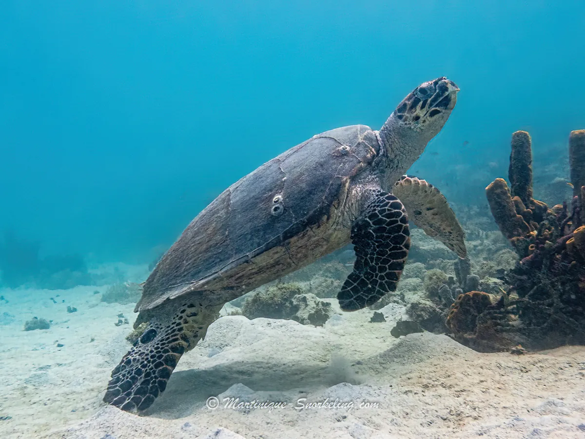Tortue marine nageant au-dessus des fonds rocheux en Martinique